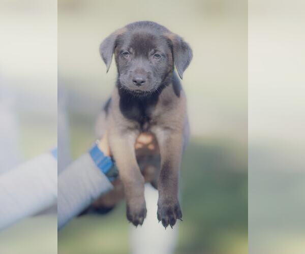 Medium Photo #6 Labrador Retriever-Unknown Mix Puppy For Sale in Orlando, FL, USA