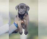 Small #5 Labrador Retriever Mix