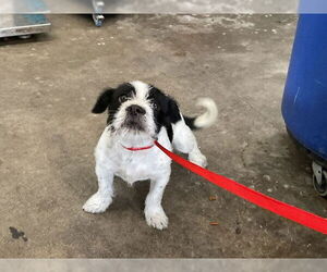 Mutt Dogs for adoption in San Bernardino, CA, USA