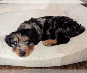 Australian Shepherd-Bernedoodle Mix Litter for sale in GILBERT, AZ, USA