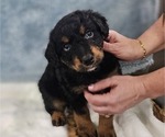 Small Photo #6 Aussiedoodle Miniature  Puppy For Sale in DALTON, GA, USA