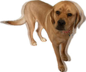 Peaches - Female Labrador Retriever-Unknown Mix Dog for Adoption - Photo #14