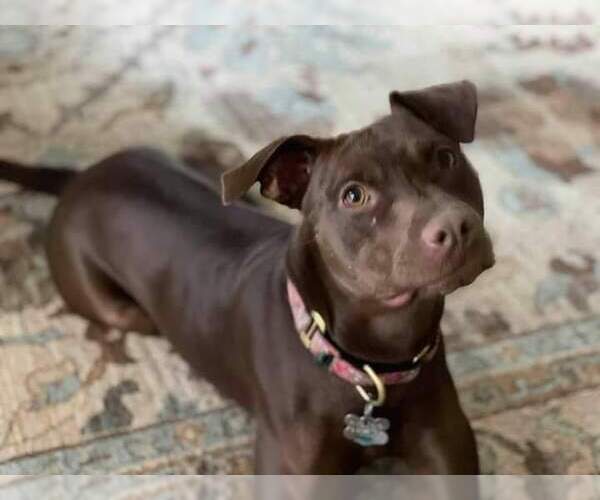 Medium Photo #14 American Staffordshire Terrier-Labrador Retriever Mix Puppy For Sale in Holly Springs, NC, USA