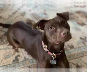 Nallah - Female American Staffordshire Terrier-Labrador Retriever Mix Dog for Adoption - Photo #14