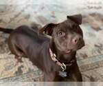 Small #13 American Staffordshire Terrier-Labrador Retriever Mix