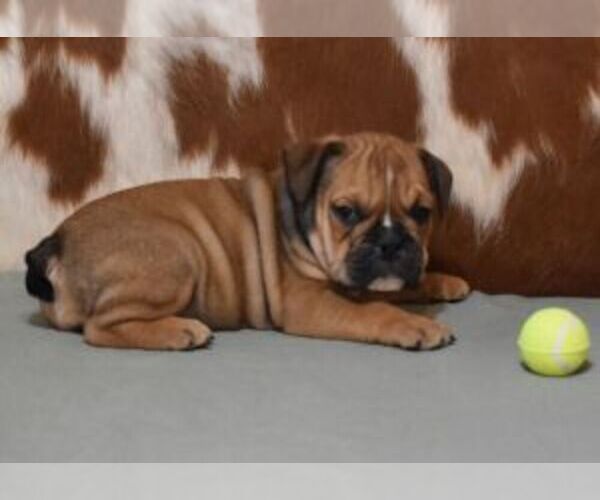 Medium Photo #2 English Bulldog Puppy For Sale in MARSHFIELD, MO, USA