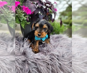 Yorkshire Terrier Puppy for sale in INDIANAPOLIS, IN, USA