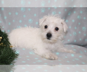 West Highland White Terrier Puppy for sale in SHILOH, OH, USA