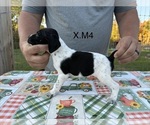 Puppy 5 German Shorthaired Pointer