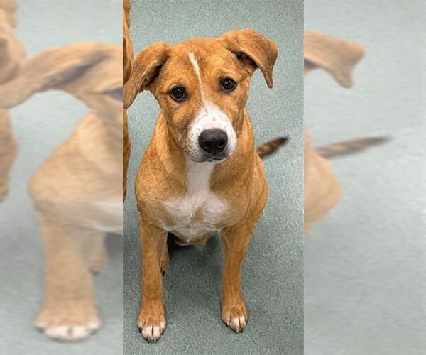 Medium Photo #1 Black Mouth Cur-Unknown Mix Puppy For Sale in Baytown, TX, USA