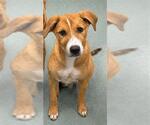 SUGARPLUM - Female Black Mouth Cur-Unknown Mix Dog for Adoption - Small photo