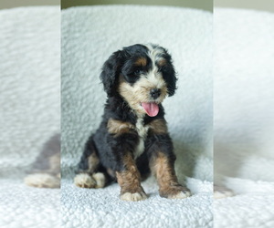 Medium Aussiedoodle-Bernedoodle Mix