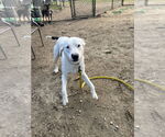 Small #14 American Pit Bull Terrier-Labrador Retriever Mix