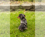 Small #3 Dachshund