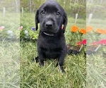 Small #3 Labrador Retriever
