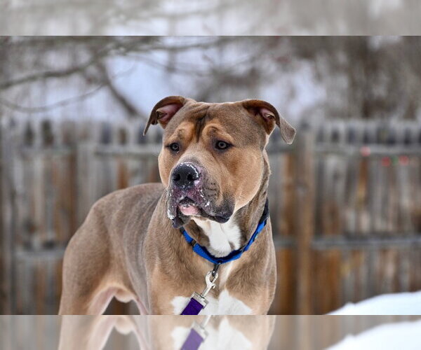 Medium Photo #31 Mutt Puppy For Sale in Gloversville, NY, USA