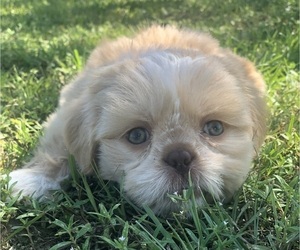 Shih Tzu Puppy for Sale in MILTON, Florida USA