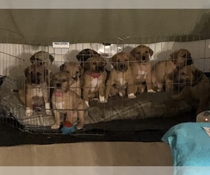 Saint Dane Puppy for sale in LOON LAKE, WA, USA