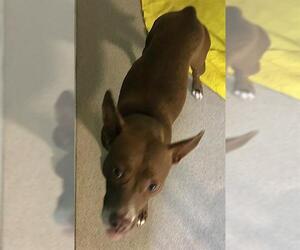 American Pit Bull Terrier-Unknown Mix Dogs for adoption in Newton, NC, USA