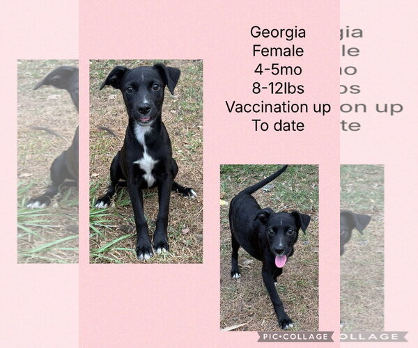 Medium Photo #5 Chihuahua-Whippet Mix Puppy For Sale in Virginia Beach, VA, USA