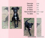 Small #4 Chihuahua-Whippet Mix