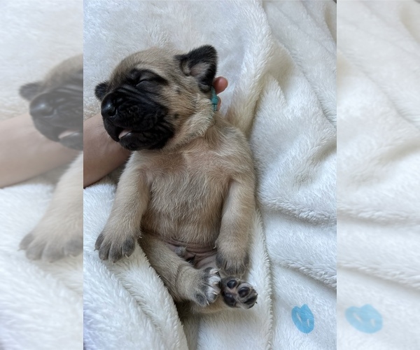 Medium Photo #1 Mastiff Puppy For Sale in ATWATER, CA, USA