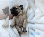 Small Photo #1 Mastiff Puppy For Sale in ATWATER, CA, USA