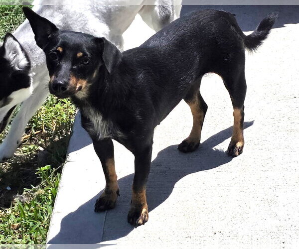 Medium Photo #2 Dachshund-Unknown Mix Puppy For Sale in Missouri City, TX, USA