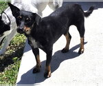 Small #1 Dachshund Mix