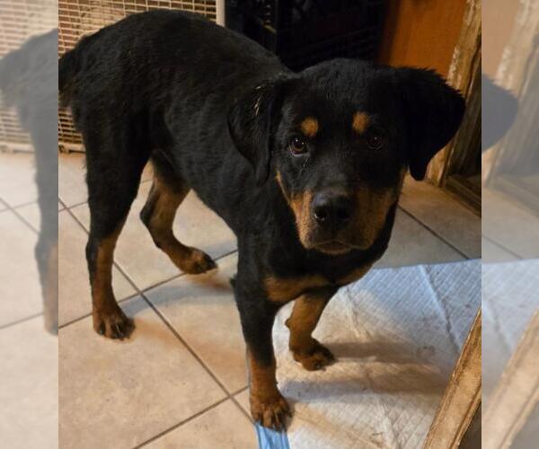 Medium Photo #2 Rottweiler Puppy For Sale in San Antonio, TX, USA
