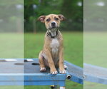 Small #3 Mutt