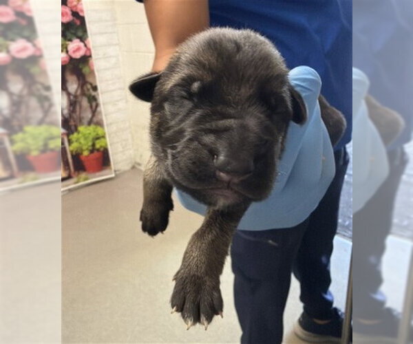 Medium Photo #1 German Shepherd Dog Puppy For Sale in San Bernardino, CA, USA