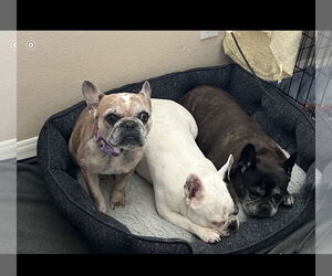 Barbie - Female French Bulldog Dog for Adoption - Photo #3