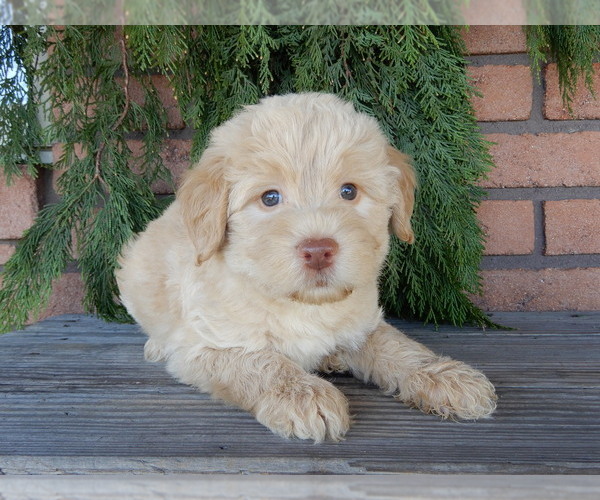 Medium Photo #1 Labradoodle Puppy For Sale in MILLERSBURG, OH, USA