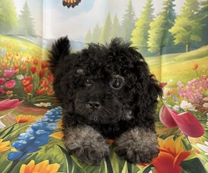 ShihPoo Puppy for sale in CENTER HILL, FL, USA