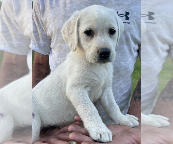 Medium Photo #1 Labrador Retriever Puppy For Sale in OSYKA, MS, USA