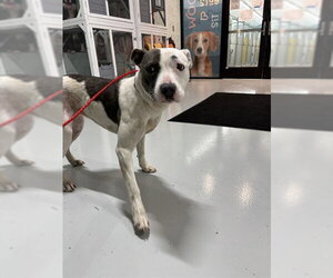 Mutt Dogs for adoption in Temple, TX, USA