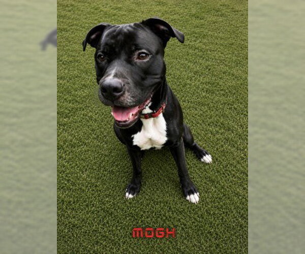 Medium Photo #2 American Pit Bull Terrier Puppy For Sale in Derwood, MD, USA