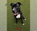 Small #1 American Pit Bull Terrier