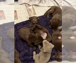 Small #3 Labrador Retriever