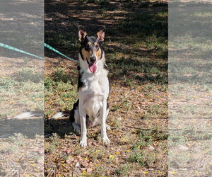 Lady - Female Collie Dog for Adoption - Photo #4