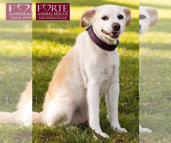 Medium Photo #3 Pomeagle Puppy For Sale in Marina del Rey, CA, USA