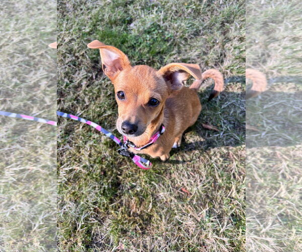 Medium Photo #1 Cheagle Puppy For Sale in Bellevue, WA, USA