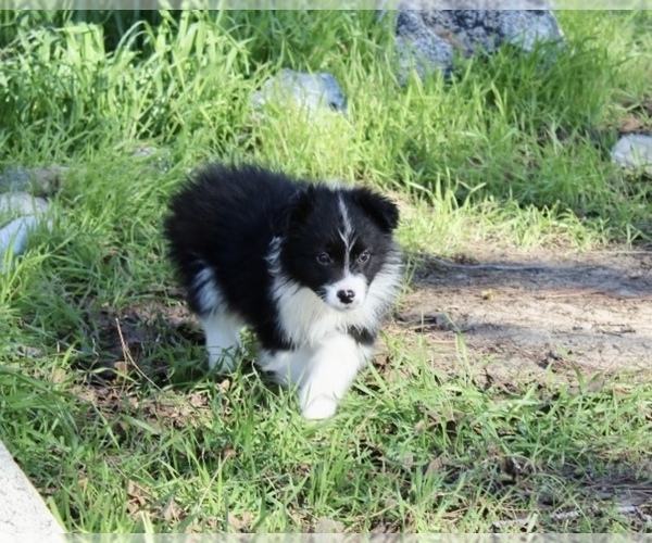 Medium Photo #3 Australian Shepherd Puppy For Sale in ACTON, CA, USA
