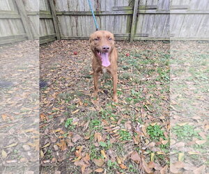 Chocolate Labrador retriever-Unknown Mix Dogs for adoption in Jackson, MS, USA