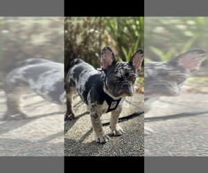 French Bulldog Dog for Adoption in AUBURN, Washington USA