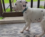 Small Photo #5 Dalmatian Puppy For Sale in WEST ALEXANDER, PA, USA