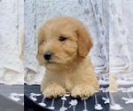 Puppy DARLA Samoyed