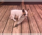 Small Photo #5 French Bulldog Puppy For Sale in SEBRING, FL, USA
