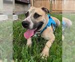 Small #1 American Pit Bull Terrier-Labrador Retriever Mix
